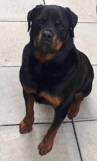 Selfie of Cruzer Custom Campervan's favourite four-legged friend Cruzar.