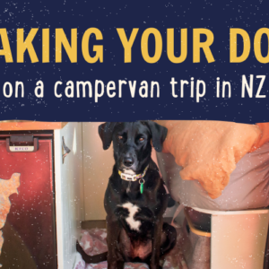 black lab in campervan nz north island