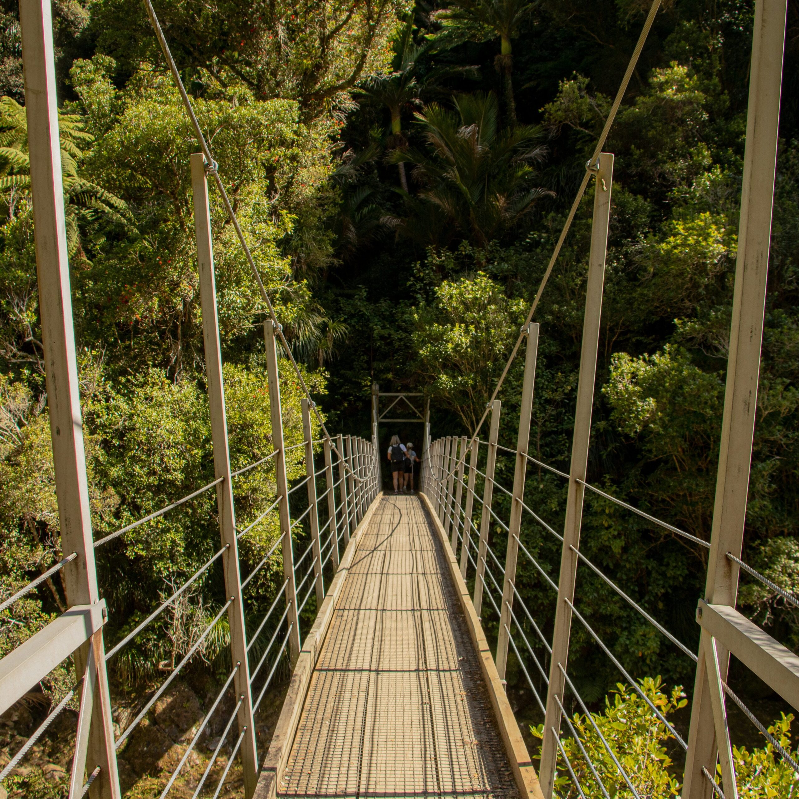 Hikers walking across a bridge in the forest in Tasman, New Zealand