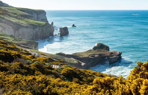 Overlooking the coastline in Dunedin, New Zealand