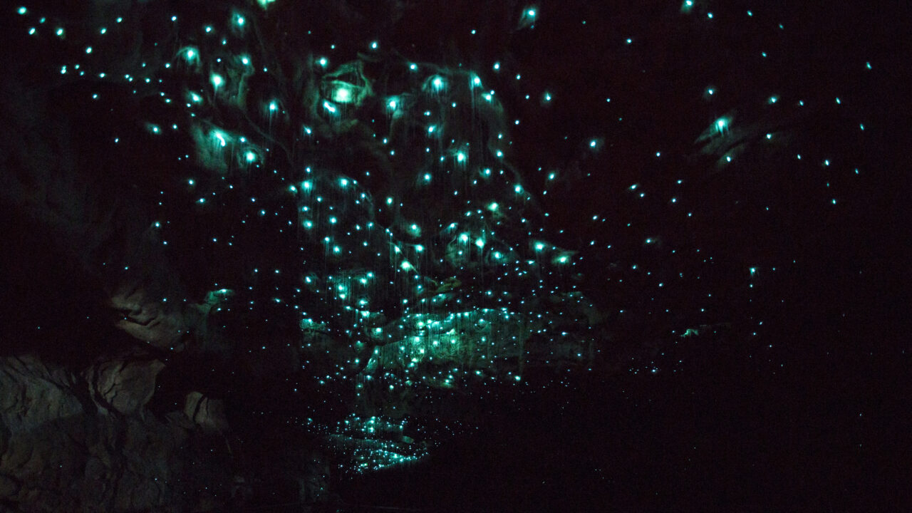 Glow worms abound in the caves at Waitomo, near Hamilton