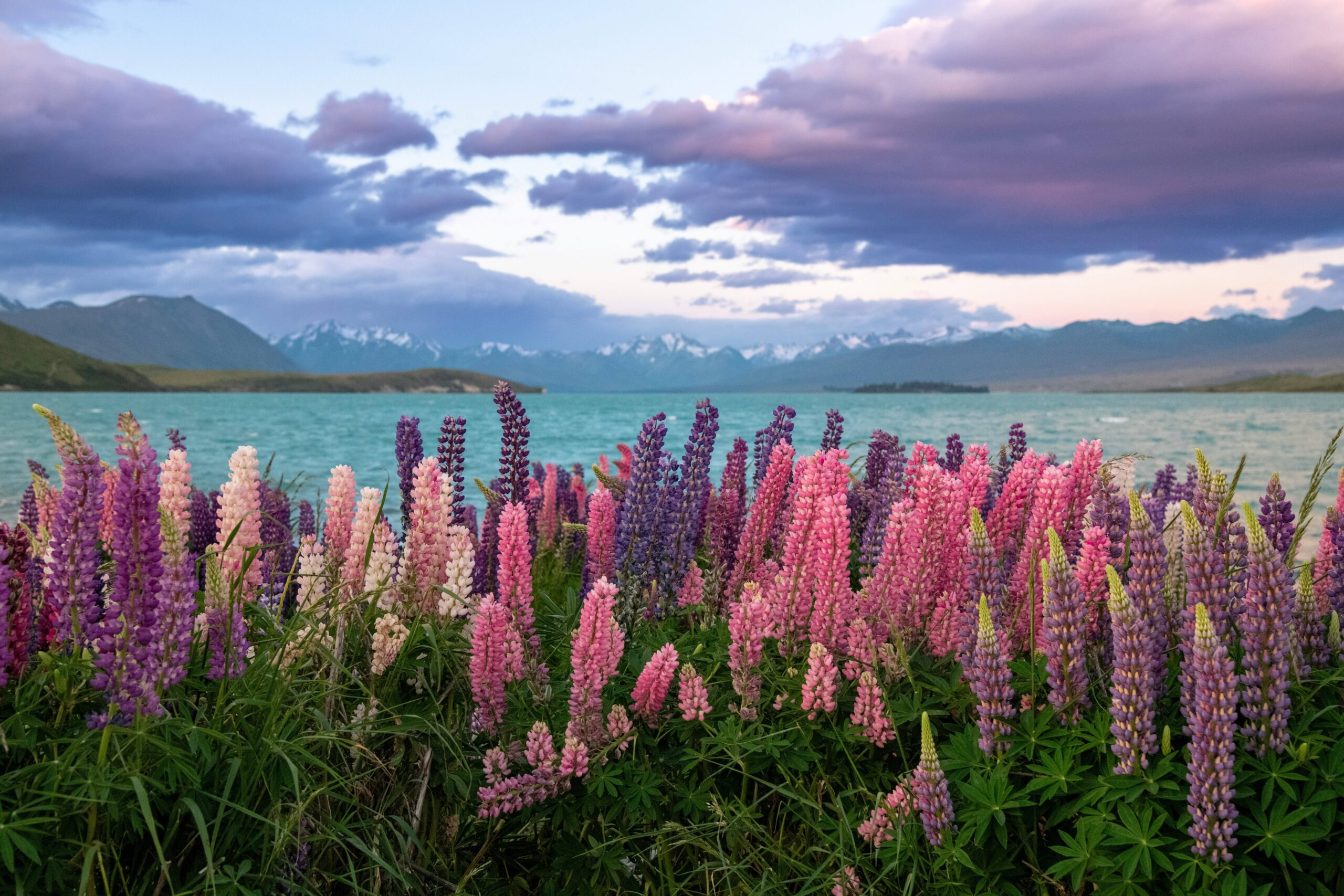 Purple and pink lupins flowering along the shore of Lake Tekapo