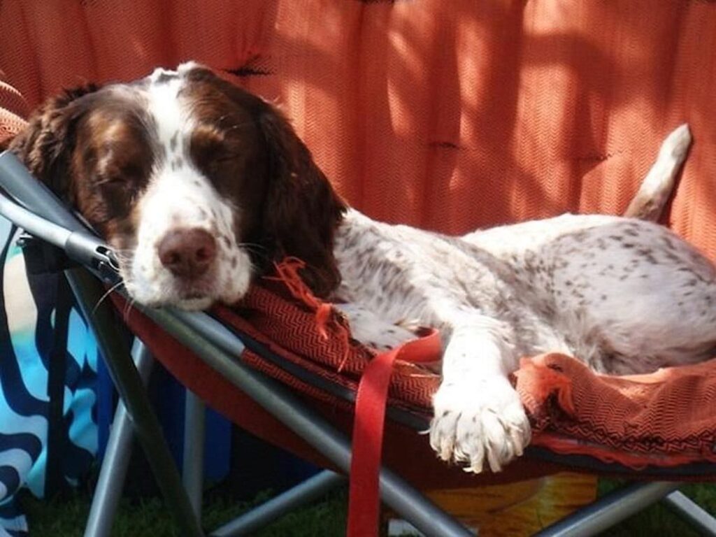 a dog sleeping in a camp chair