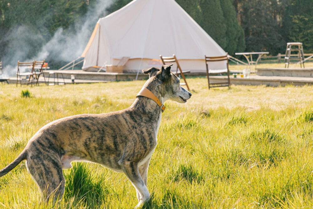 Campsite in Wales