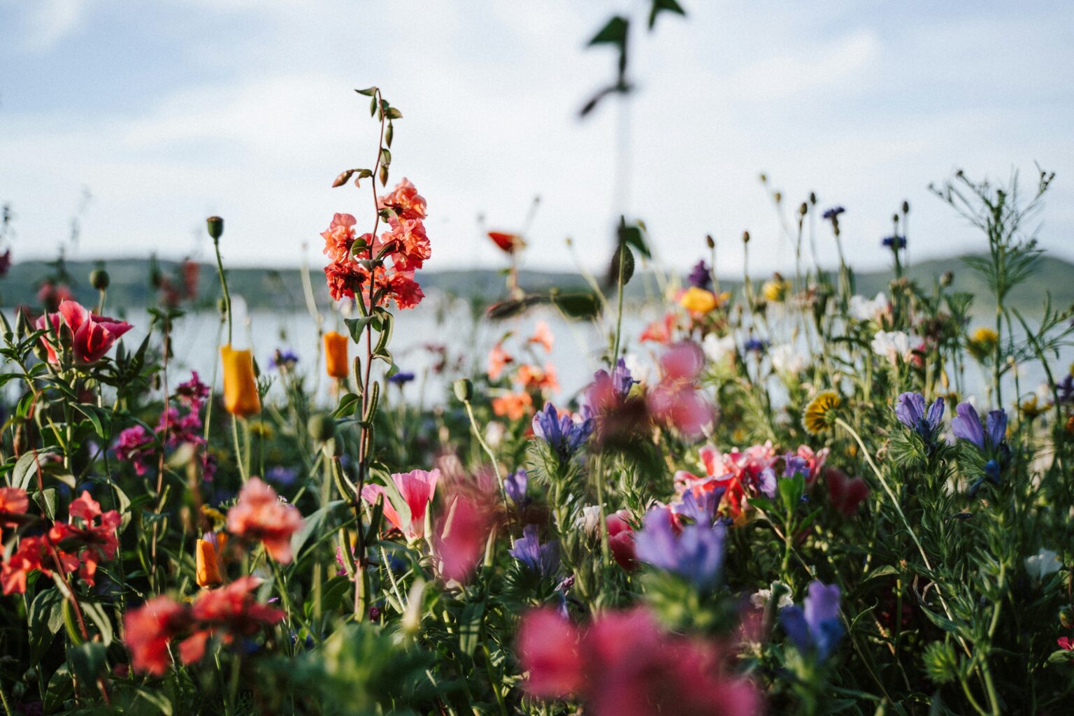 Best Places to see Spring Blossoms UK 2024 | Quirky Campers