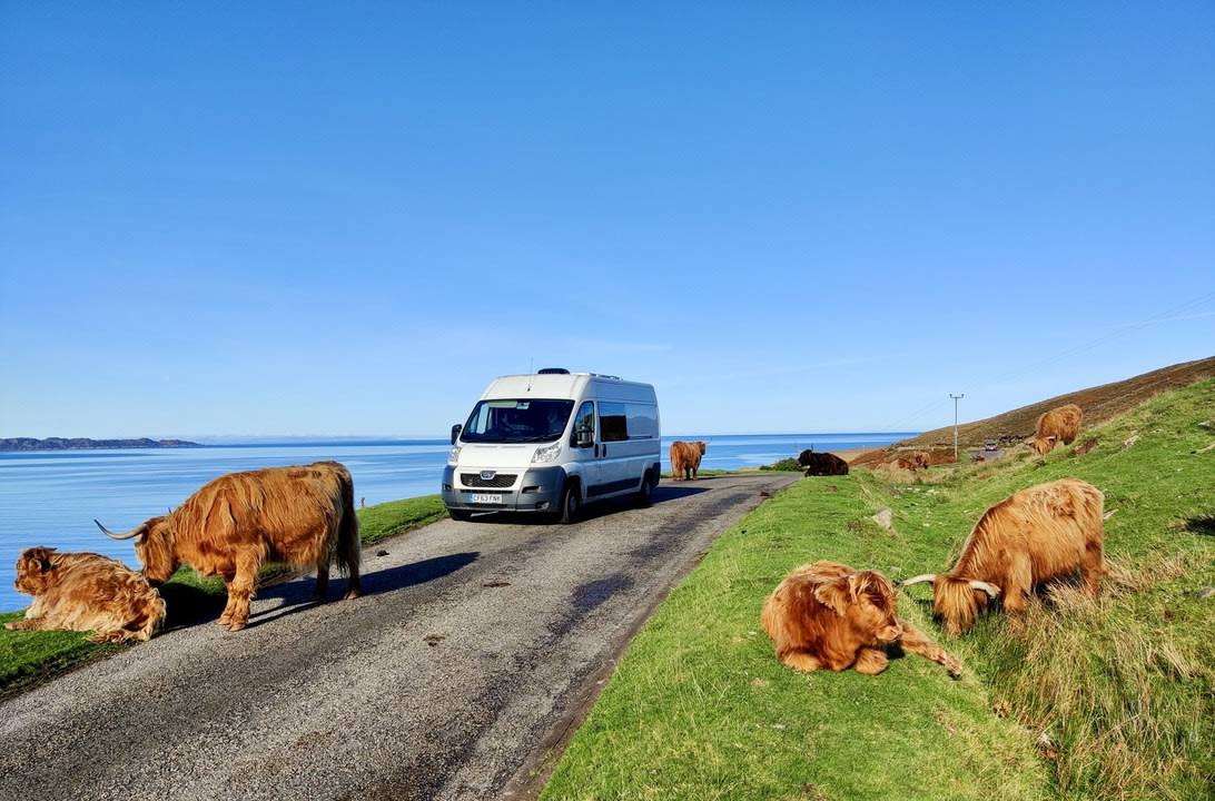 Campervan on a quiet road surrounded by highland cows with a view of the ocean in the background
