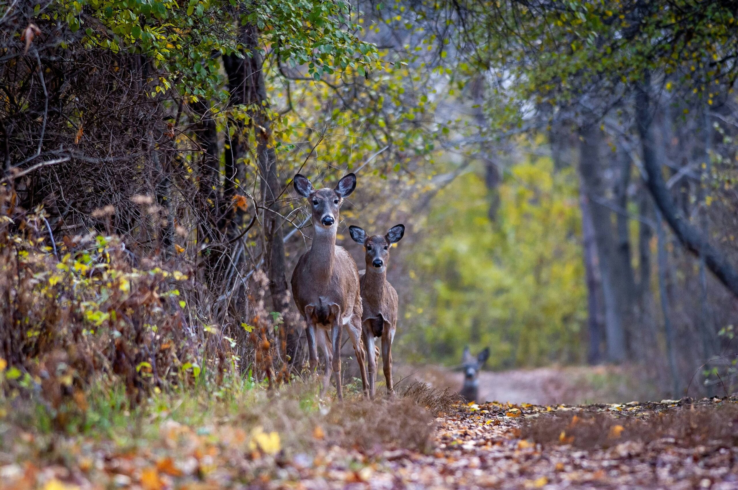 Two deer stand alert at the edge of a leaf-strewn woodland path, with a third blurred in the distance; soft autumn light creates a calm, watchful mood.