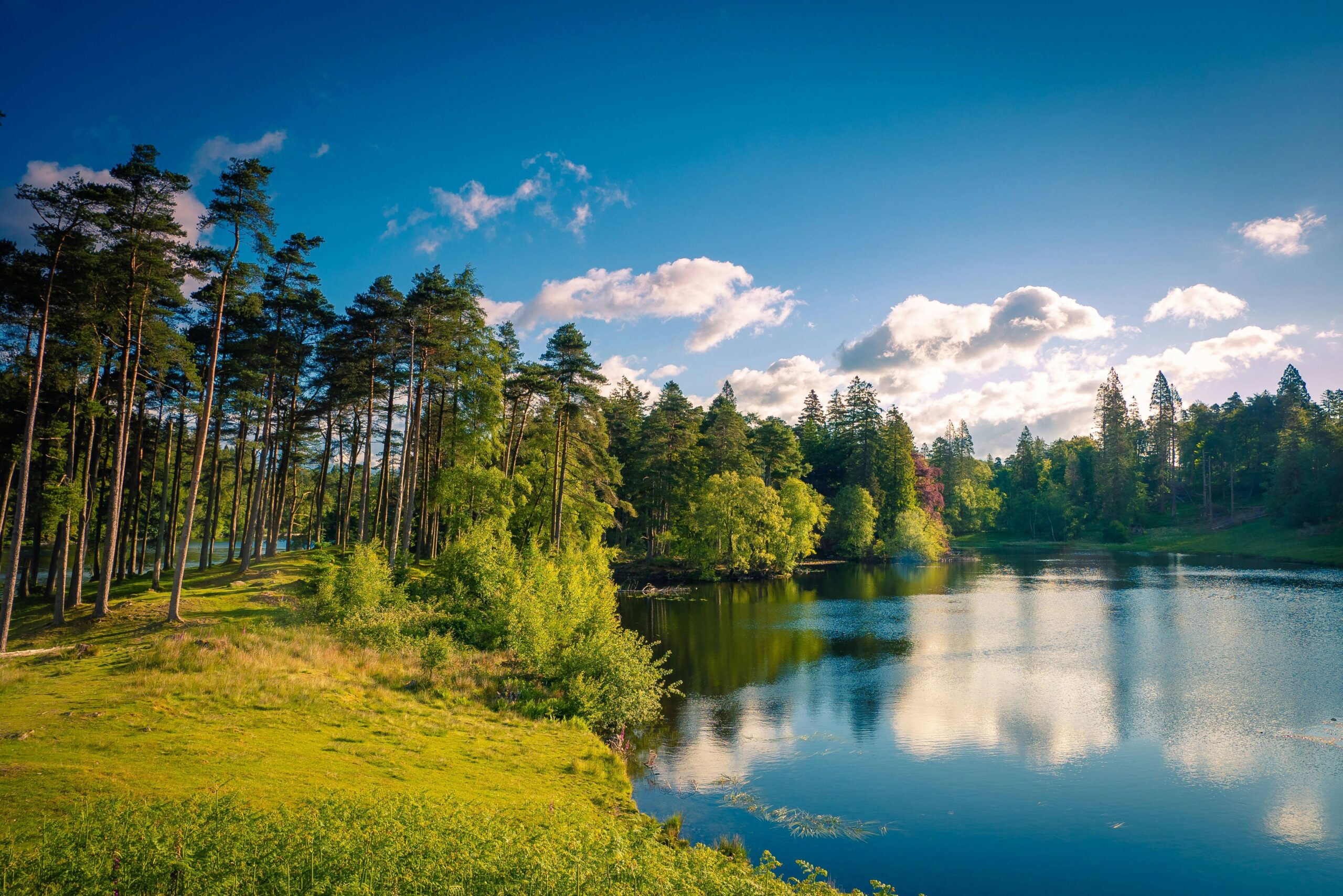 A serene lake bordered by lush green trees and grass, reflecting the clear blue sky above.
