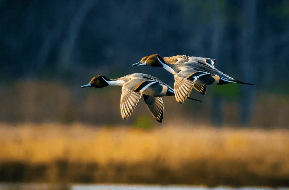 Three ducks in flight over a lush, marshy landscape, showcasing their wings spread wide against a clear sky.