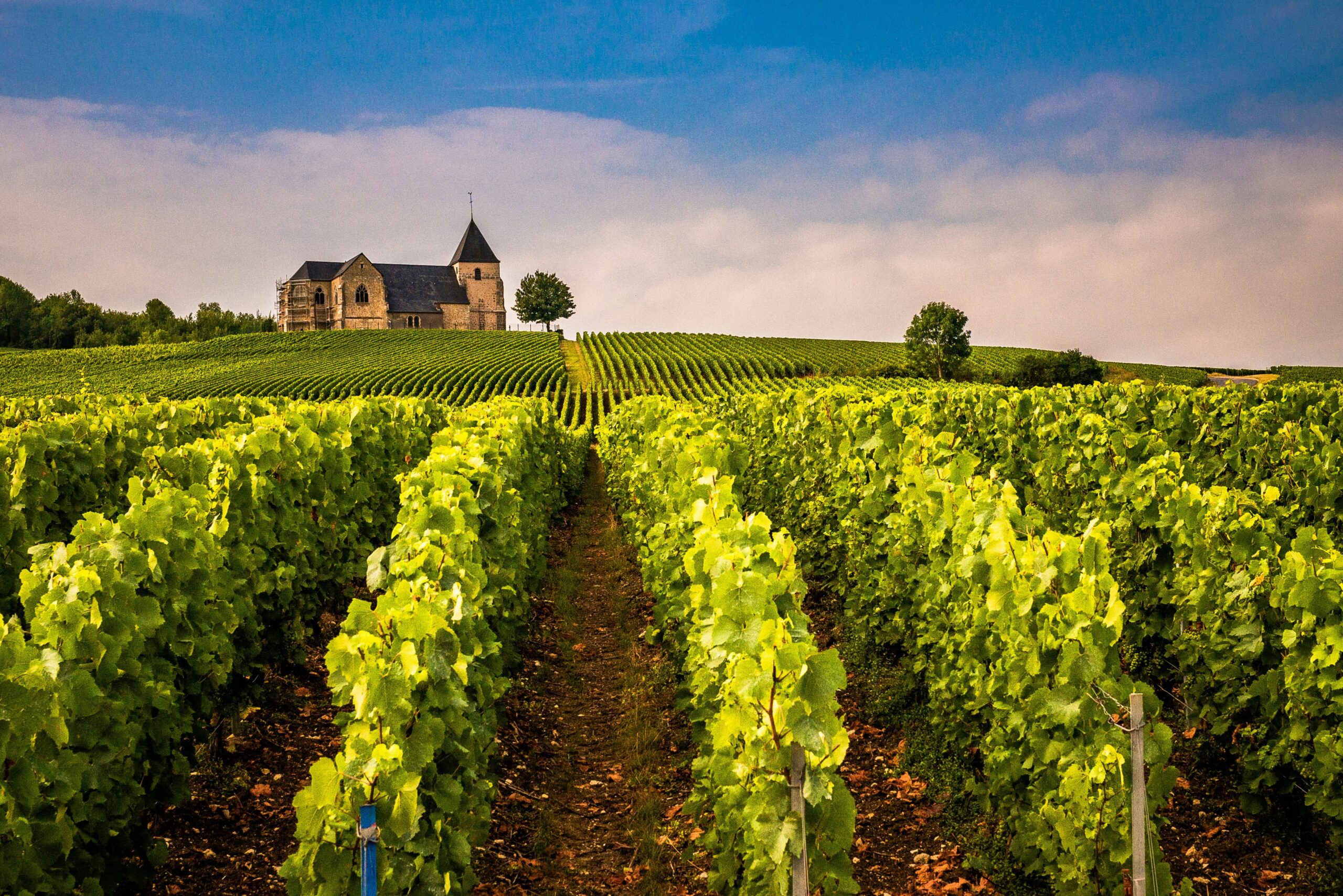 Rows of vibrant green grapevines stretch across a rolling hillside toward a historic stone church under a bright blue sky with soft white clouds.