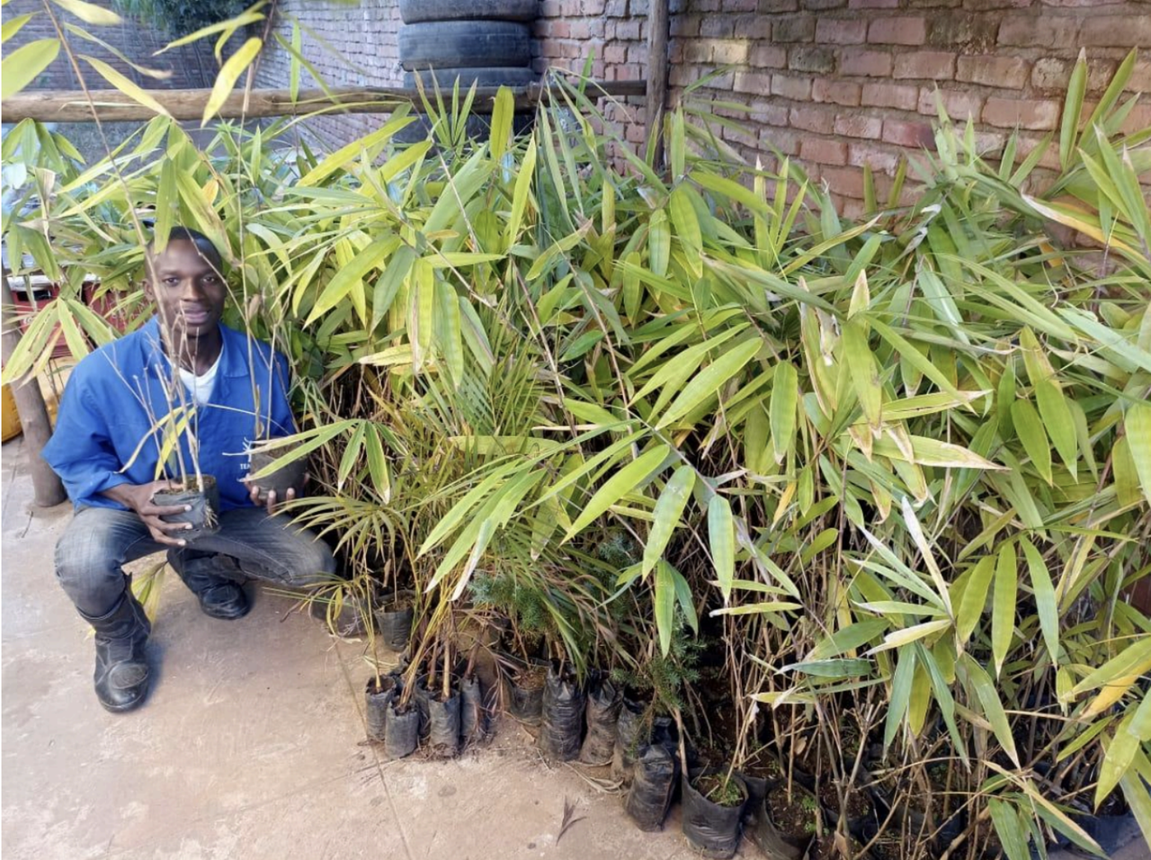 A smiling man in a blue shirt sits beside rows of lush young plants in black nursery bags, against a brick wall.