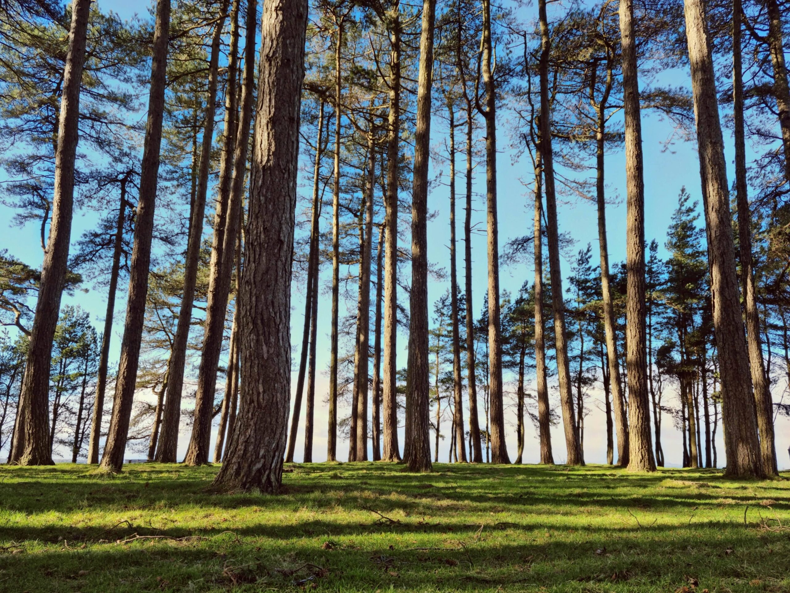 A serene field filled with tall, lush trees swaying gently in the breeze under a clear blue sky.