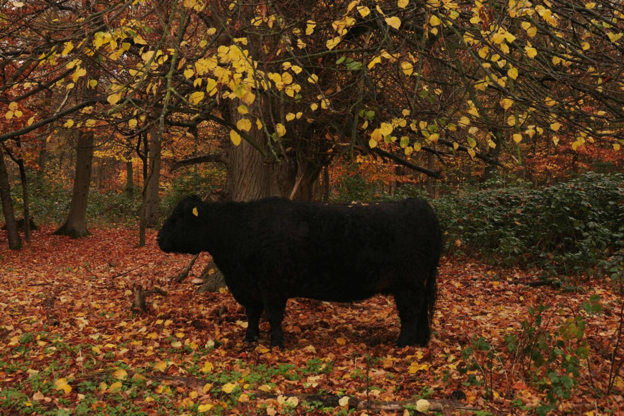 A black cow standing on fallen leaves in a forest during autumn.