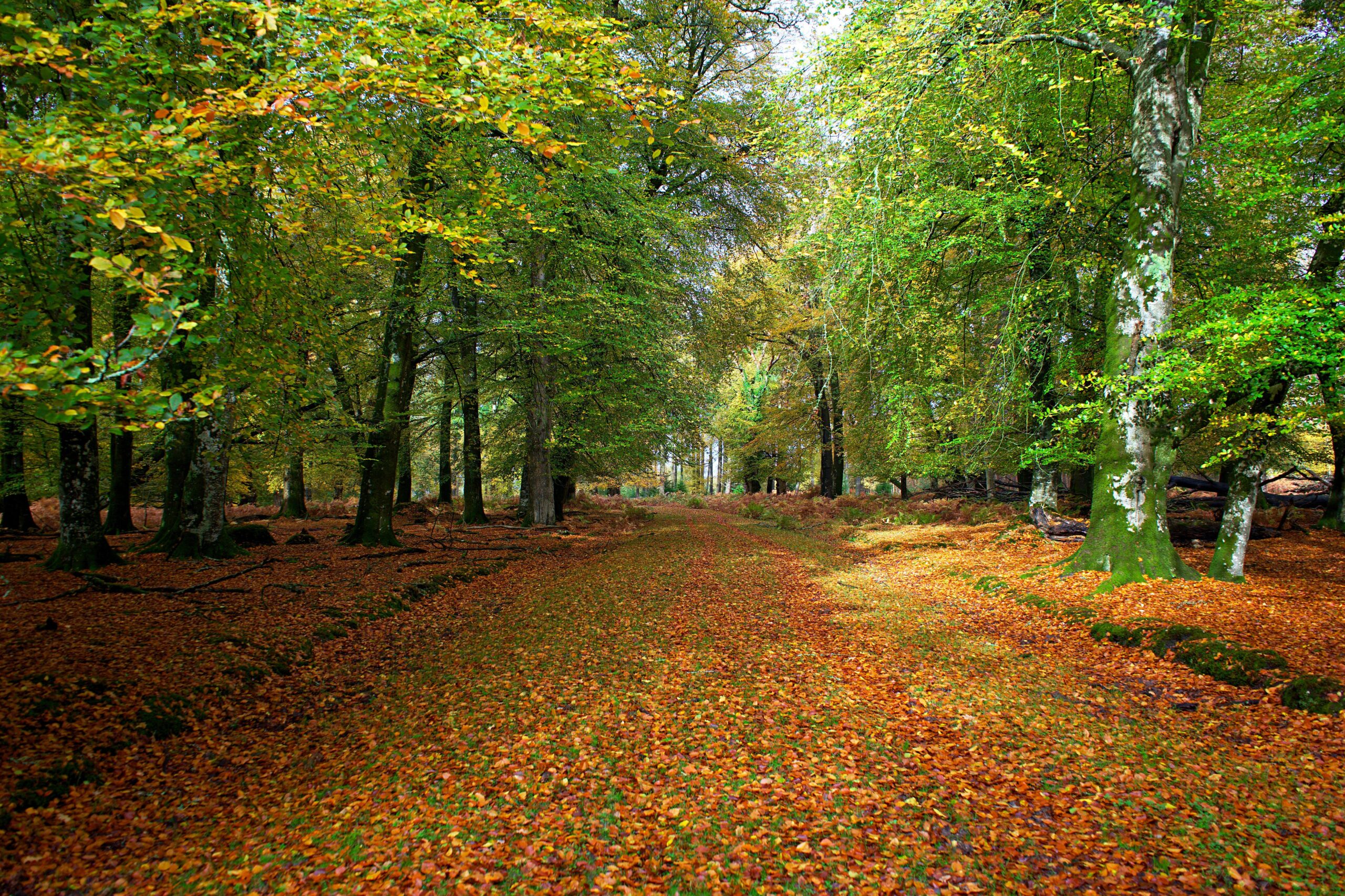 A forest path surrounded by trees with autumn foliage and a ground covered in fallen leaves.