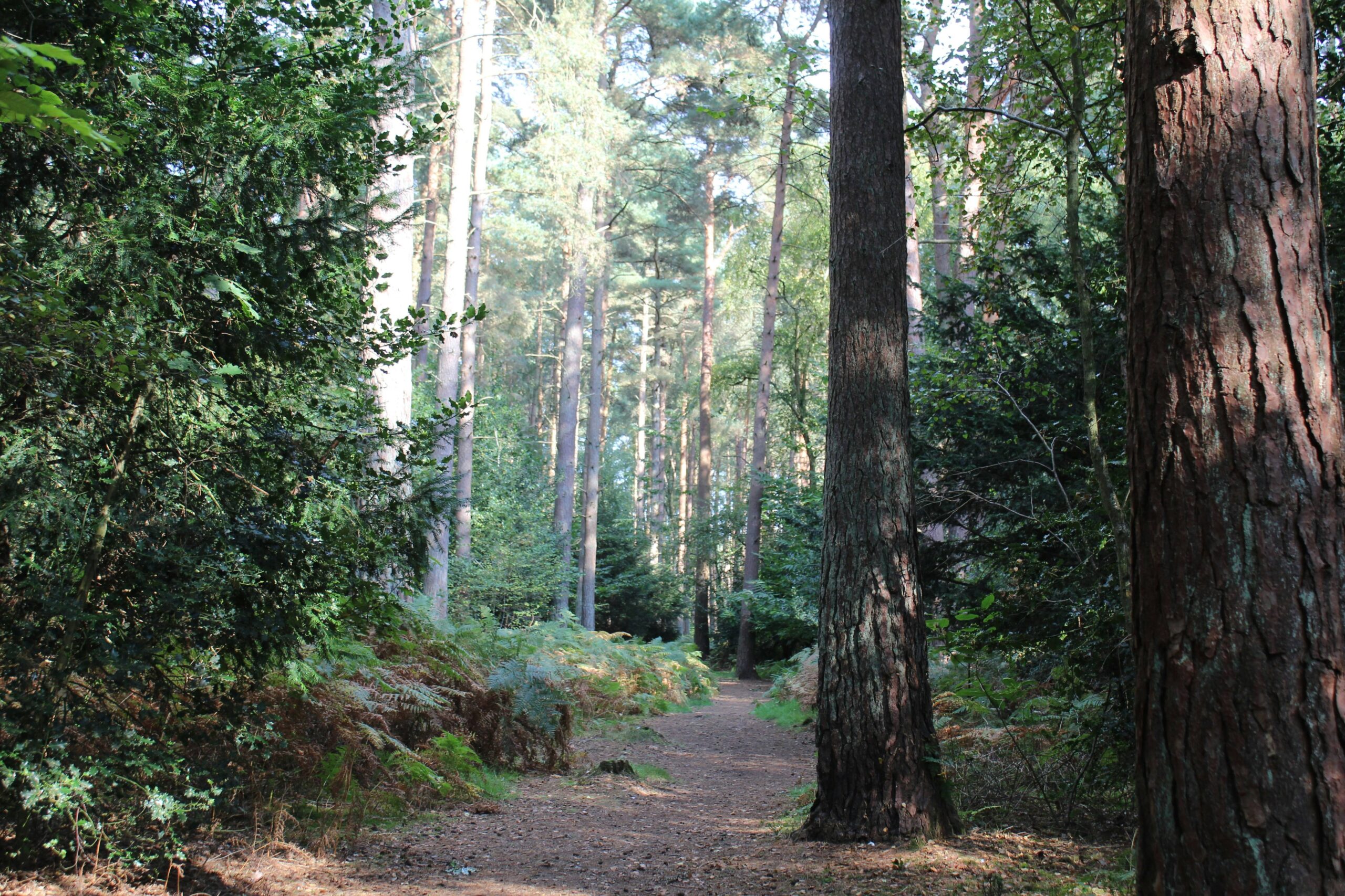 A serene forest path surrounded by tall trees and dense foliage.